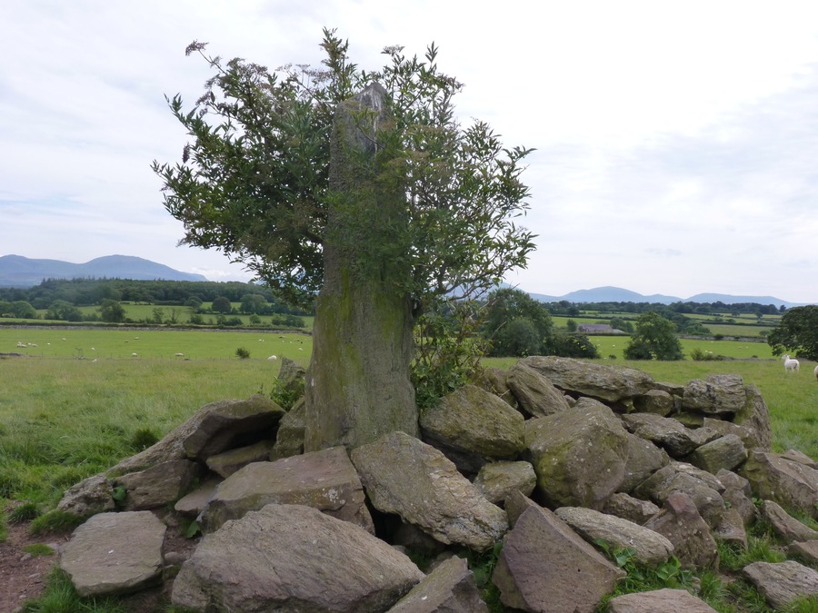 Tyddyn-Bach standing stone is a scheduled monument. The surroundings stones are field clearance boulders. Reportedly the stone is set into a hole or socket in the bedrock.