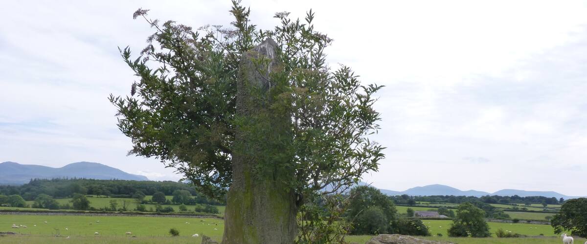 A large rock formation with a tree growing out of it, surrounded by a grassy field with sheep grazing.