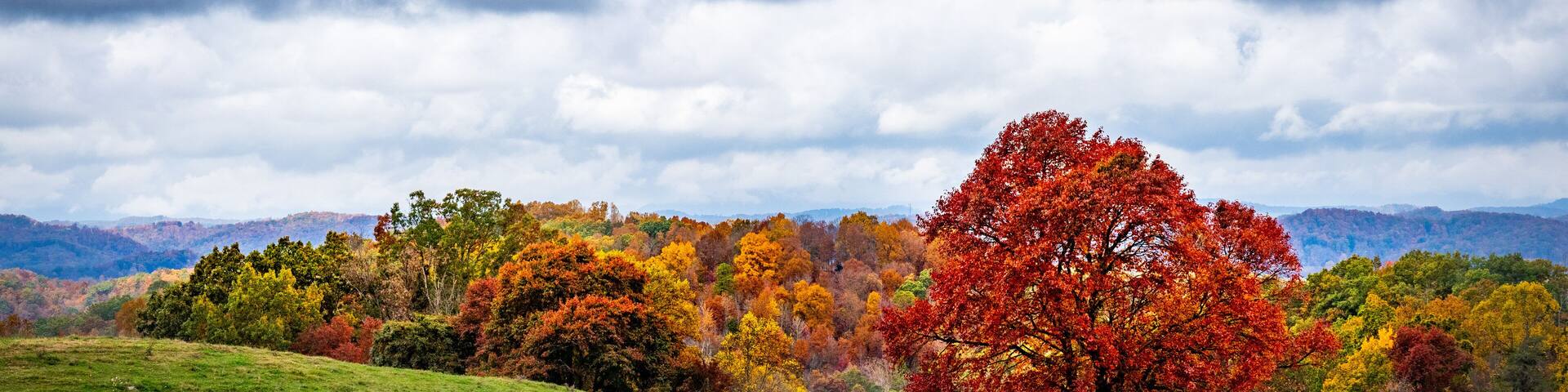 Red Oak in Field