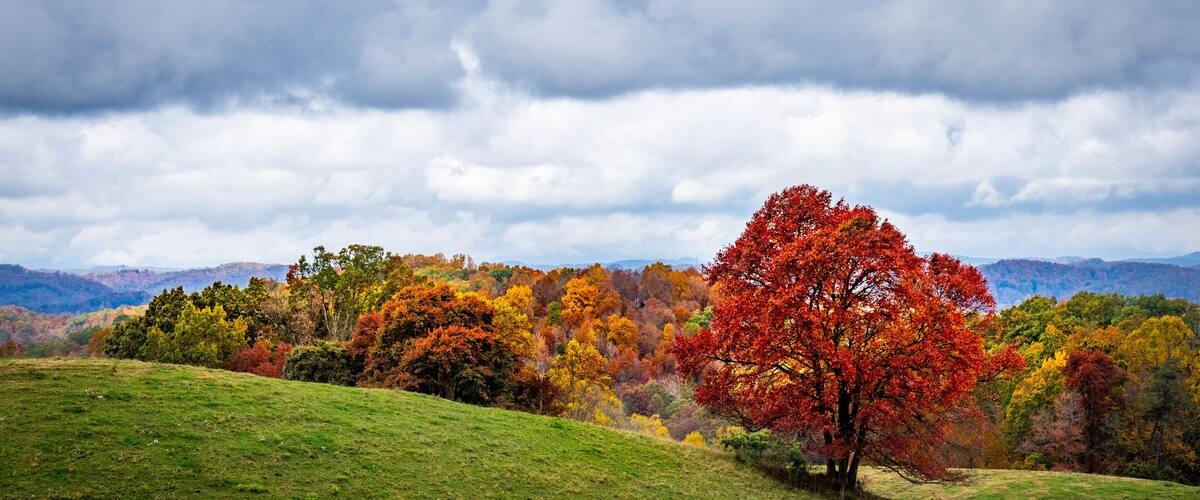 A grassy hillside with a prominent red-leafed tree in the foreground and a backdrop of autumn-colored trees under a cloudy sky.