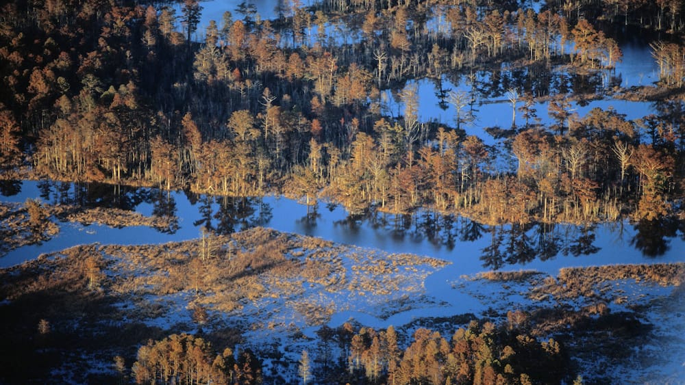Aerials of cypress trees, Piankatank River, VA.