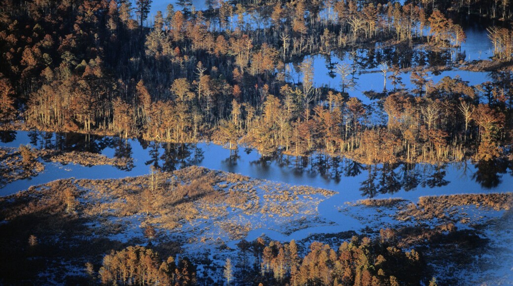 Aerials of cypress trees, Piankatank River, VA.