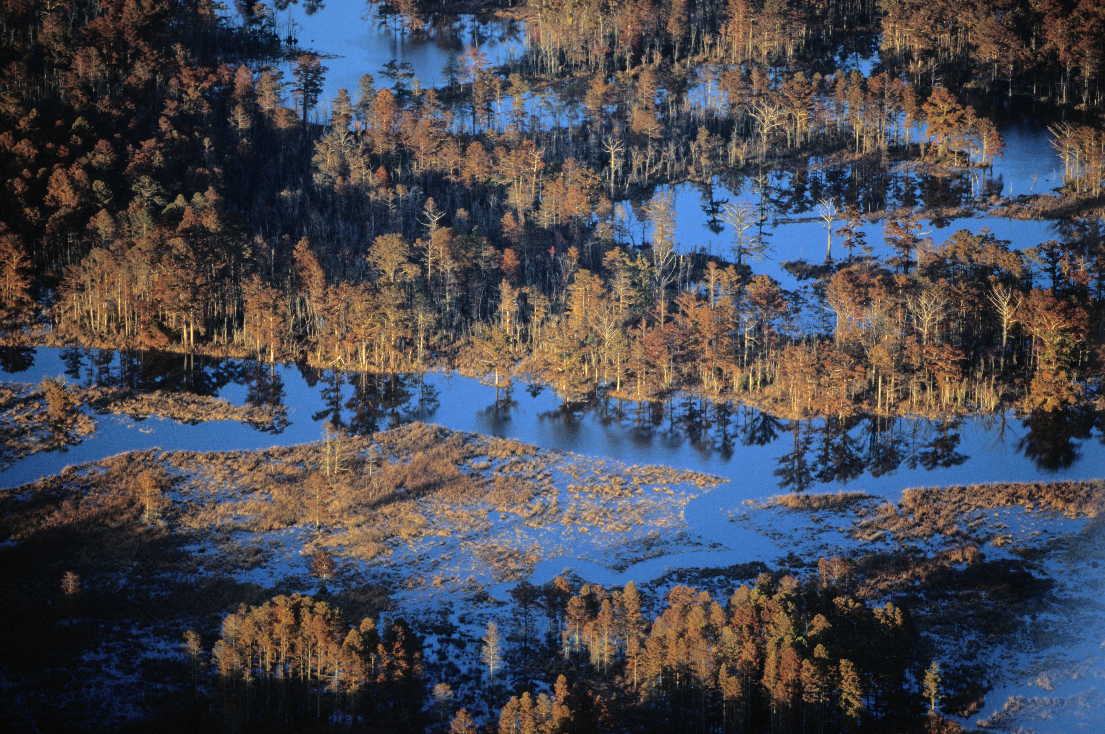 A wetland area with numerous trees and water bodies.