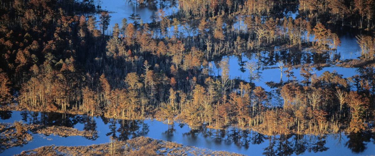 A wetland area with numerous trees and water bodies.