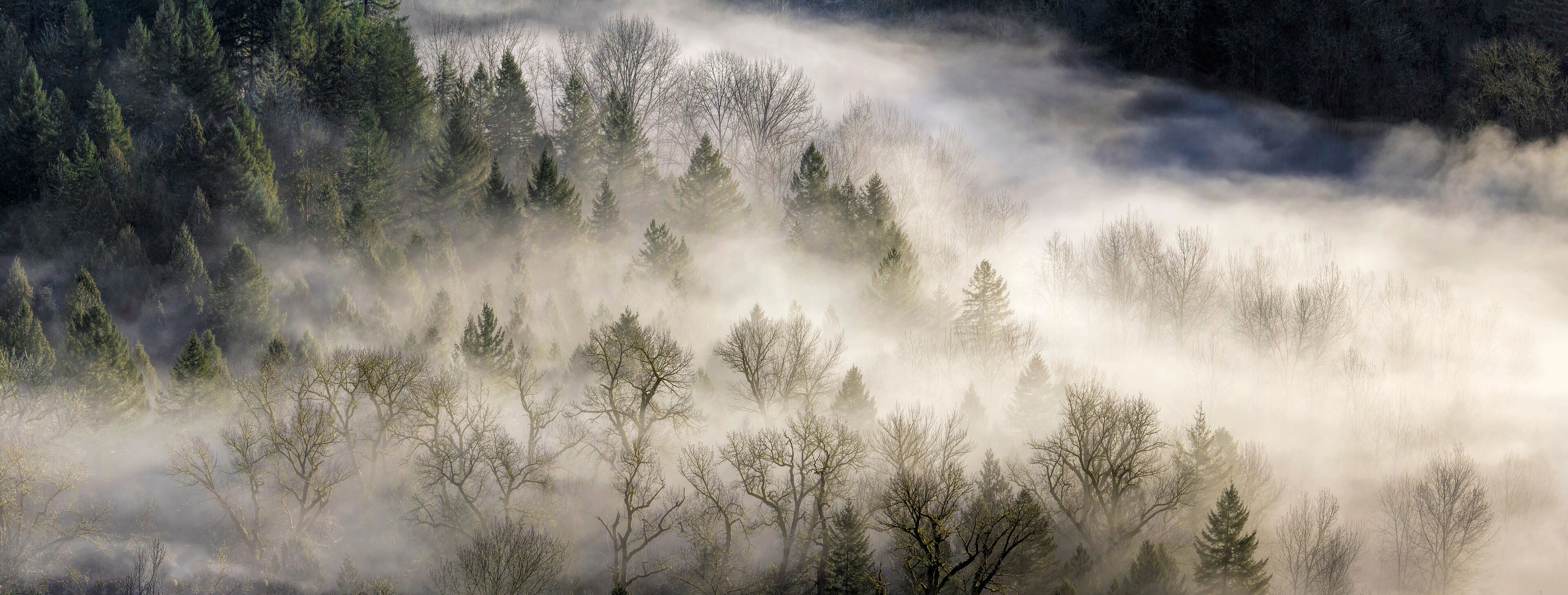 Fog Rolling Over Forest in Oregon