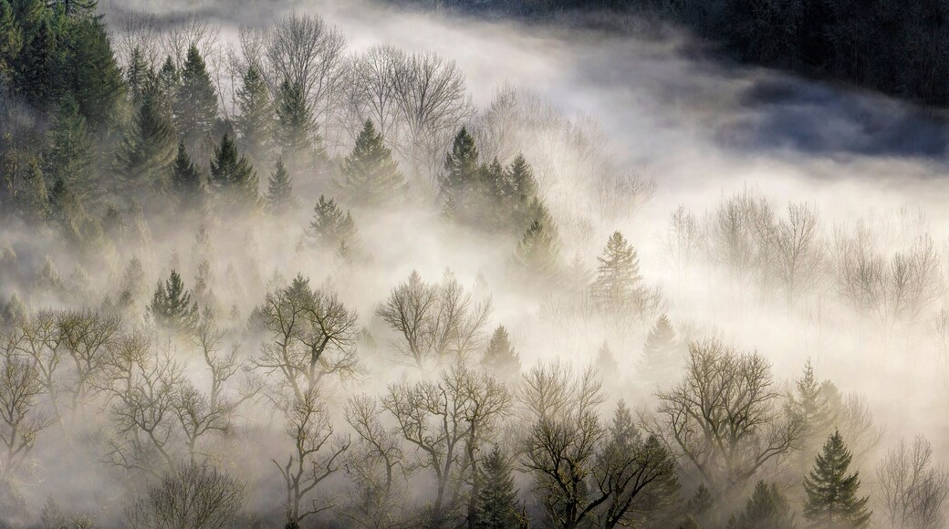 Fog Rolling Over Forest in Oregon