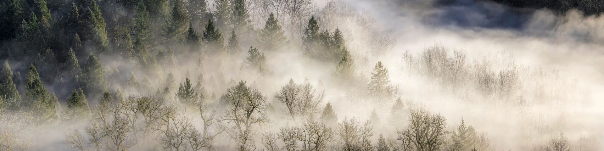 Fog Rolling Over Forest in Oregon