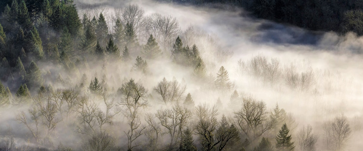 A forest with trees partially obscured by fog.
