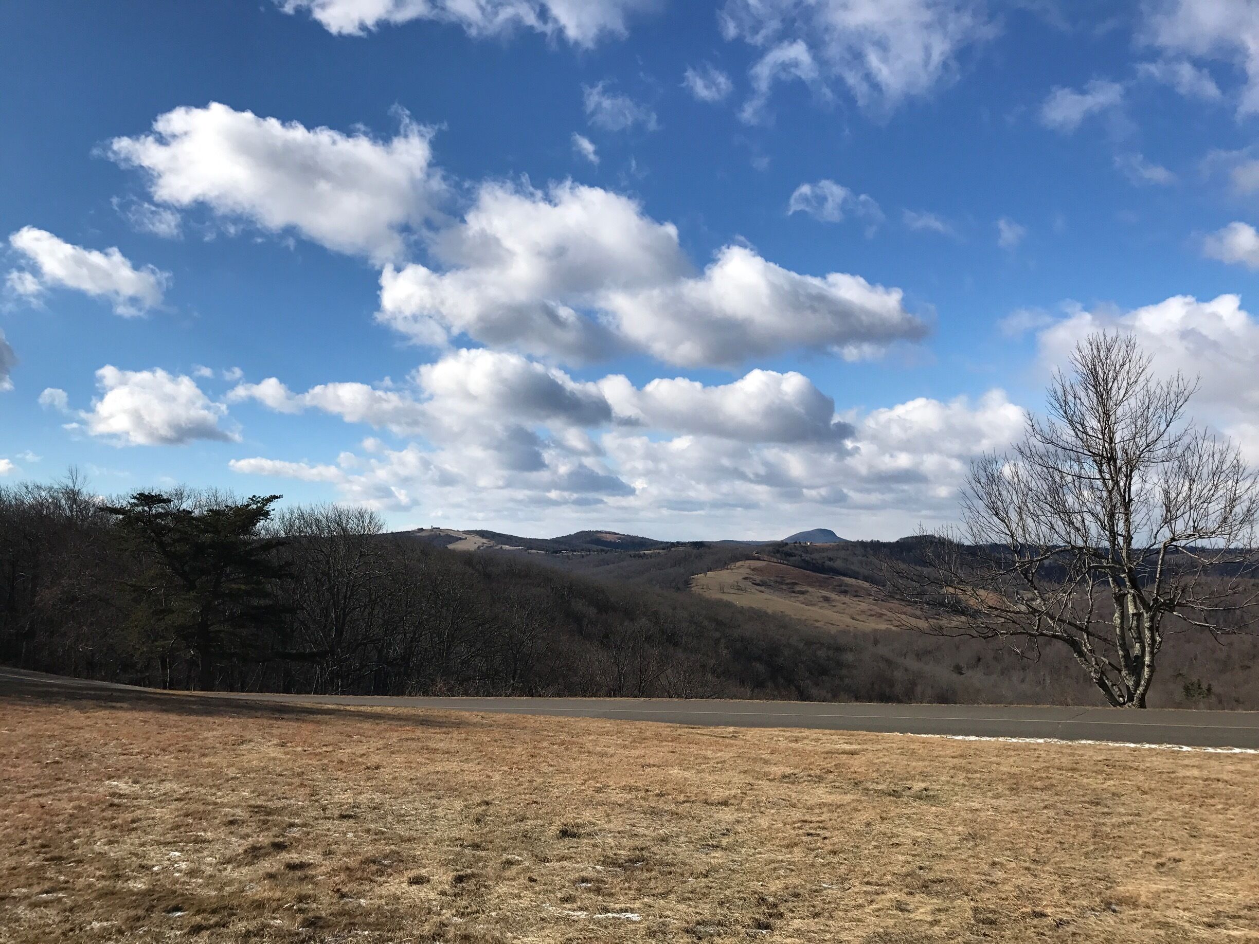 Looking towards Buffalo Mountain at the Saddle Overlook.