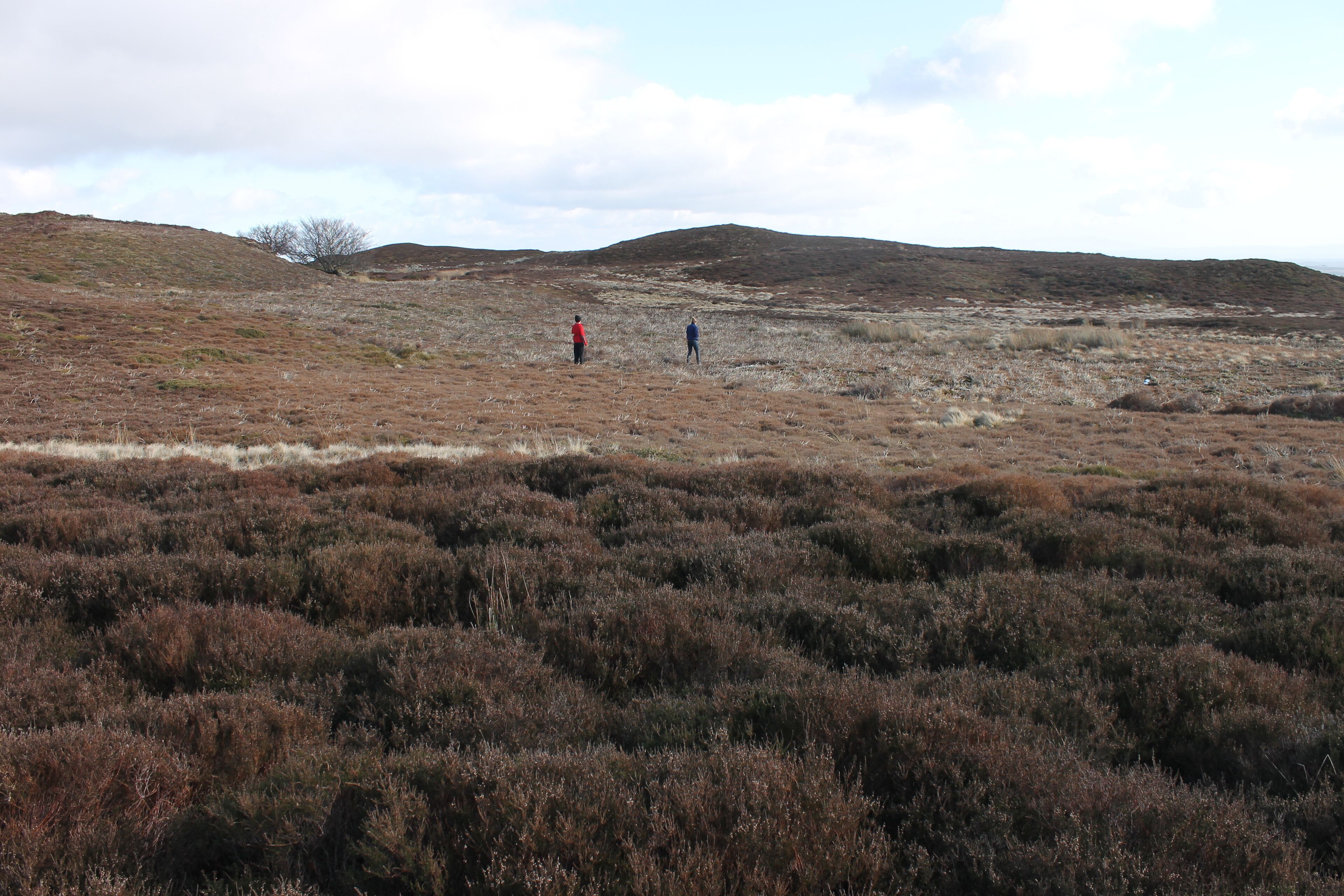 Moel Llys y Coed, Sir Ddinbych (Denbighshire), North Wales.