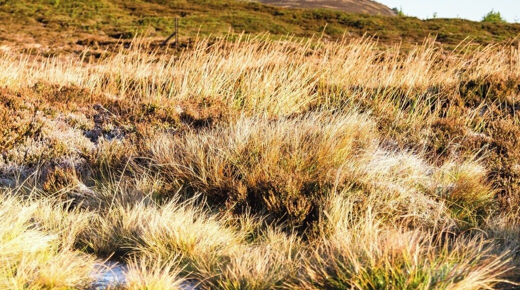 I've really taken more interest in intimate landscapes in recent months. I'd already been to the summit of Moel Famau for sunrise, and only noticed these icy pools on my way back down. I love the look of the ice formations alongside the rough grasses, and went with the vertical framing to take into account the summit of the mountain.
#moelfamau #clwydianrange #northwales #ice #focusstack #welshmountain #BvSApplication #bvsmountains #BvSBlue
