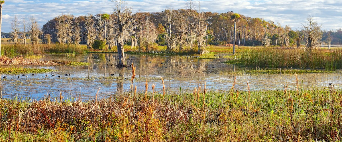 Early morning view at Orlando Wetlands Park in Orange County, Florida