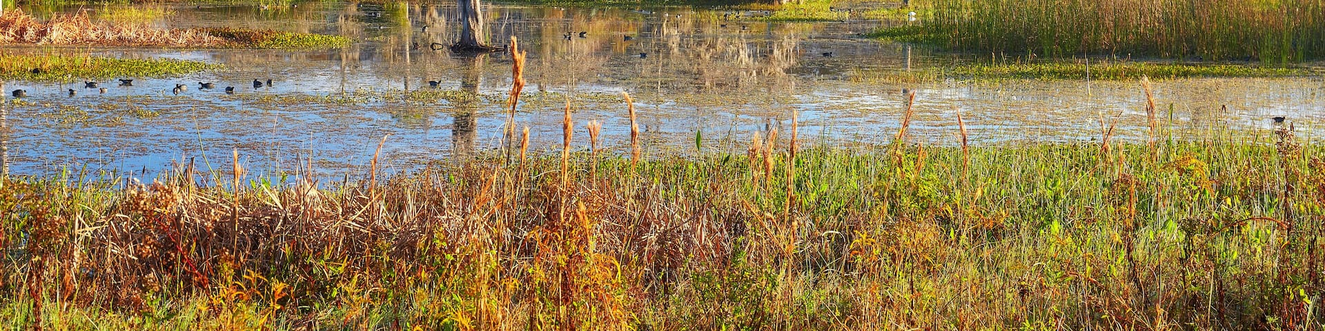 Early morning view at Orlando Wetlands Park in Orange County, Florida
