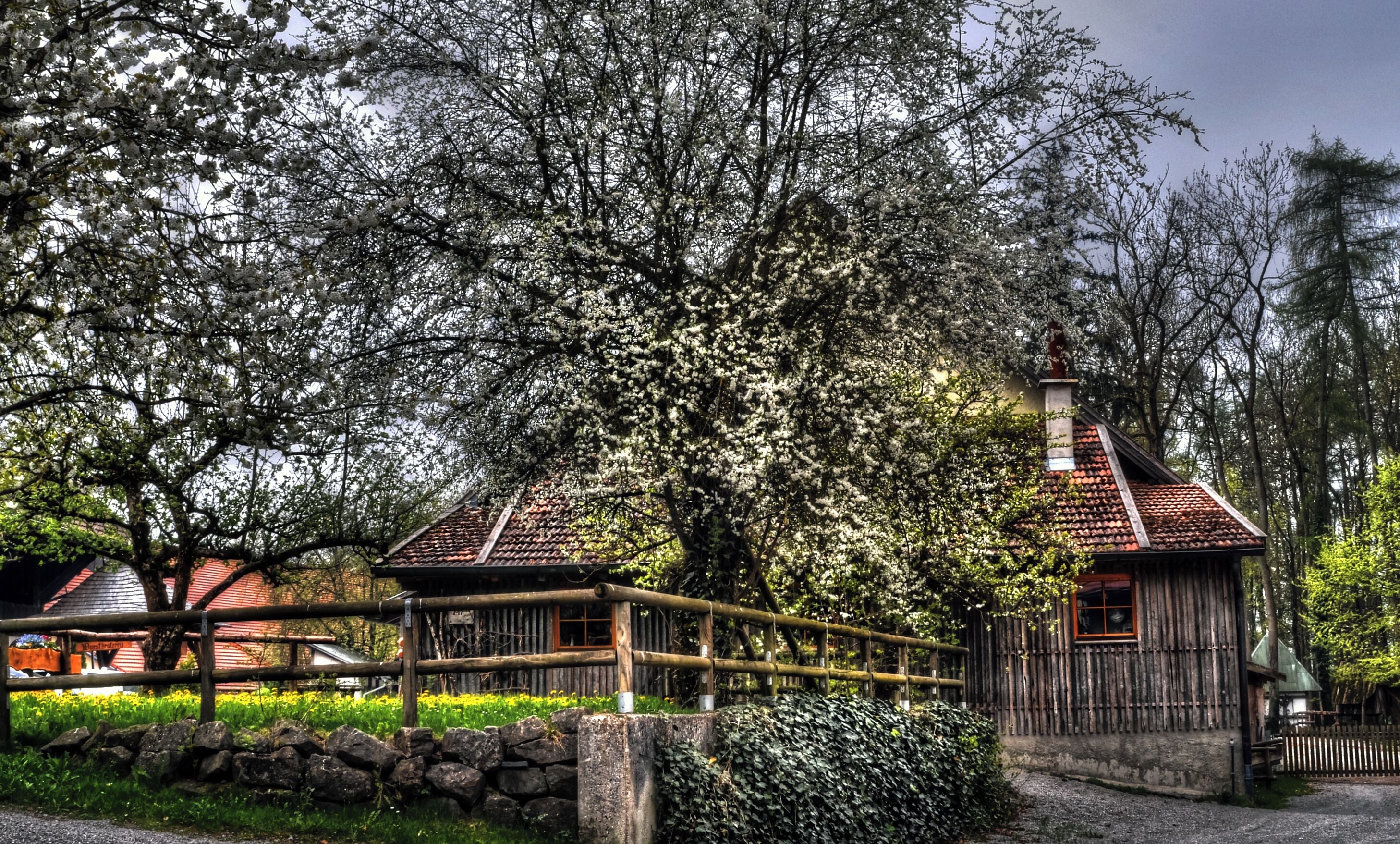 A traditional wooden house with a tiled roof, surrounded by lush greenery and flowering trees.
