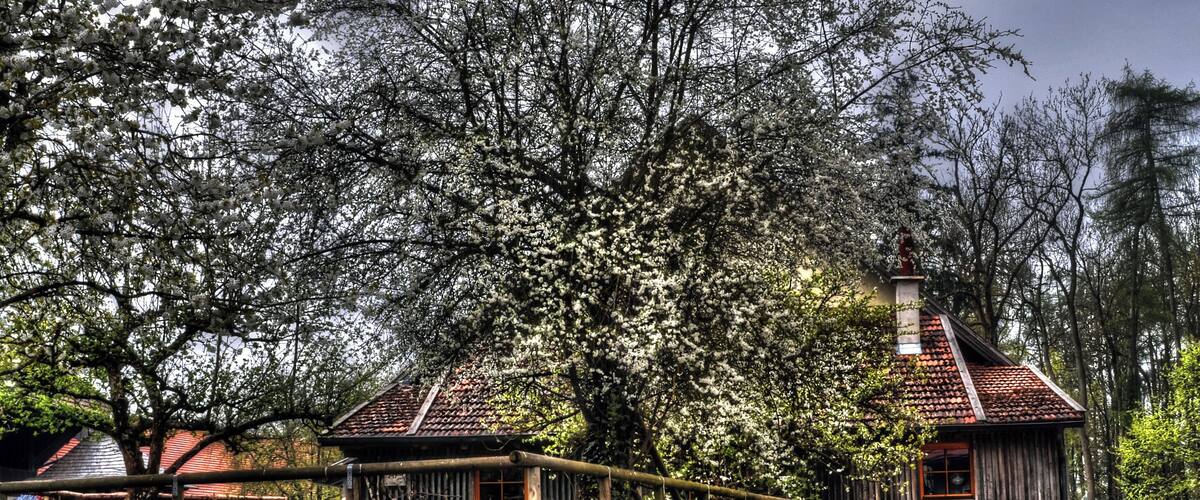 A traditional wooden house with a tiled roof, surrounded by lush greenery and flowering trees.