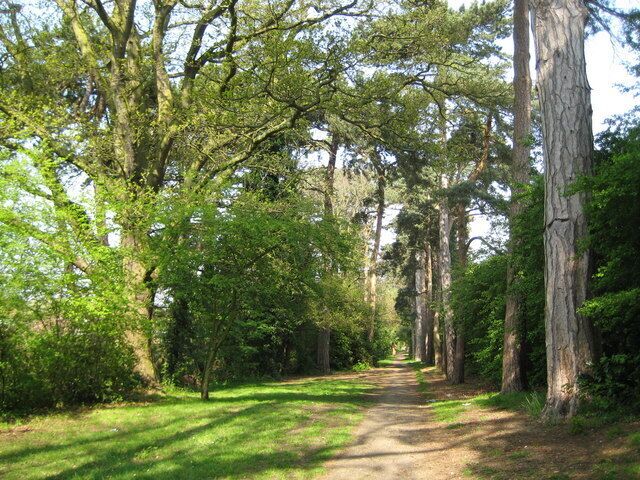 Carpenders Park Lawn Cemetery: Woodland Walk Despite being in the Three Rivers District Council local government area the cemetery is actually managed by Brent Council. This is the Woodland Walk, with a row of fine Scots Pine trees, looking in the direction of Delta Gain and Carpenders Park railway station.