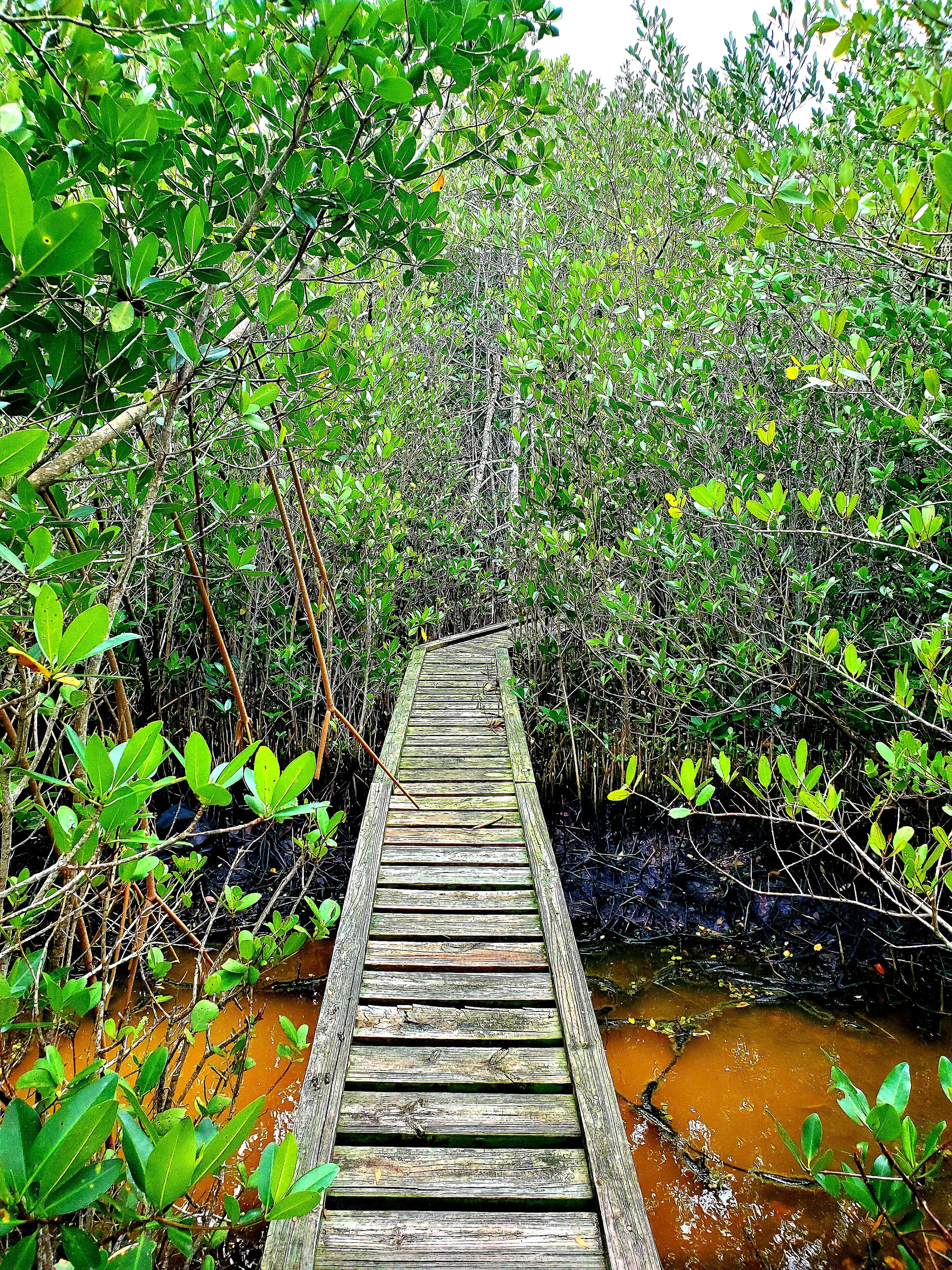 Eye spy with my little eye a hidden trail in the mangroves.