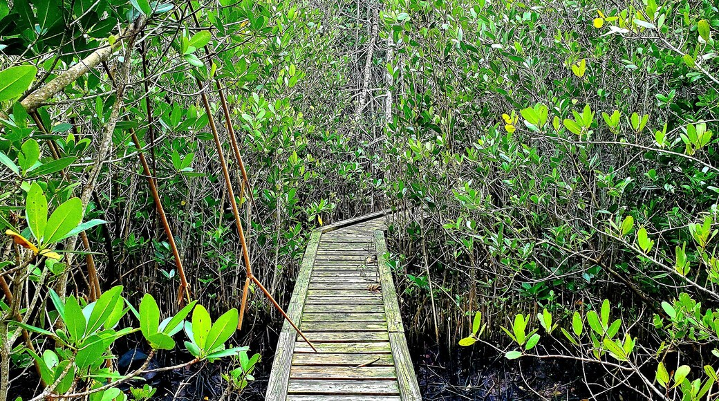 Eye spy with my little eye a hidden trail in the mangroves.