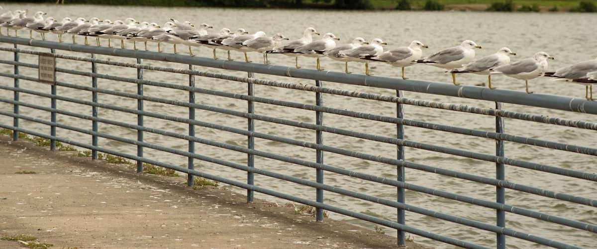 Colony of seagulls in a row on steel railing at Pymatuning reservoir spillway