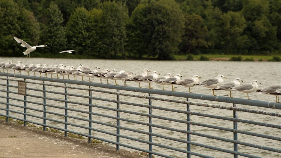 Colony of seagulls in a row on steel railing at Pymatuning reservoir spillway