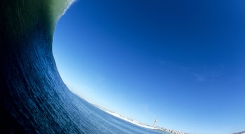 Las Gaviotas