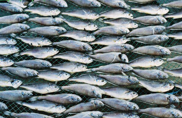 Small silver fish laid out to dry in a symmetrical pattern in Yeosu, South Korea