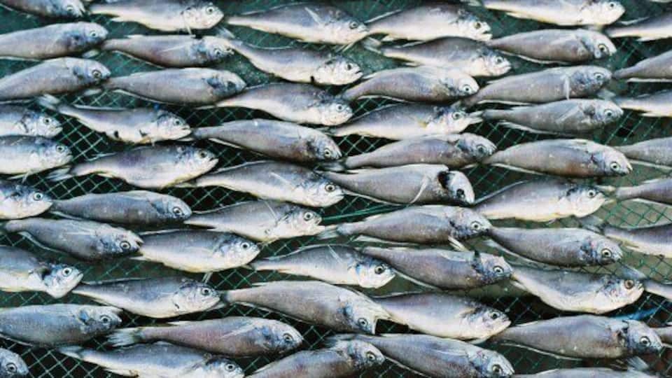 Small silver fish laid out to dry in a symmetrical pattern in Yeosu, South Korea