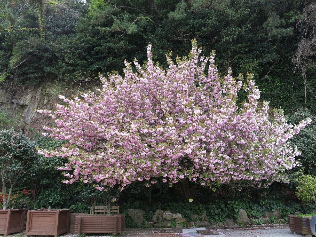Korea is a wonderful place to visit in the Spring! This gorgeous tree was found in Yeosu, but can be found all over the country too.