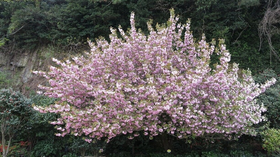 Korea is a wonderful place to visit in the Spring! This gorgeous tree was found in Yeosu, but can be found all over the country too.