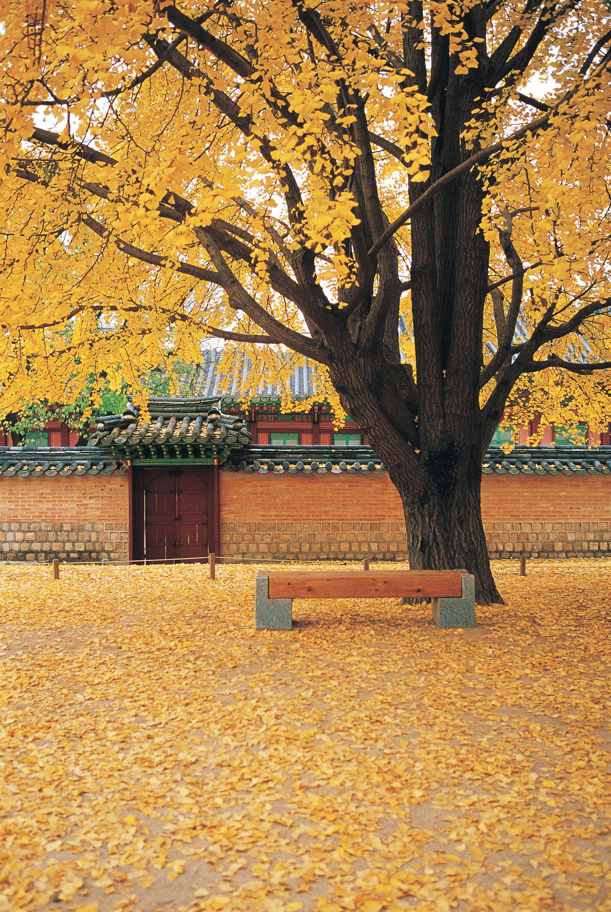 A large tree with yellow leaves, a traditional building with a tiled roof, and a wooden bench.