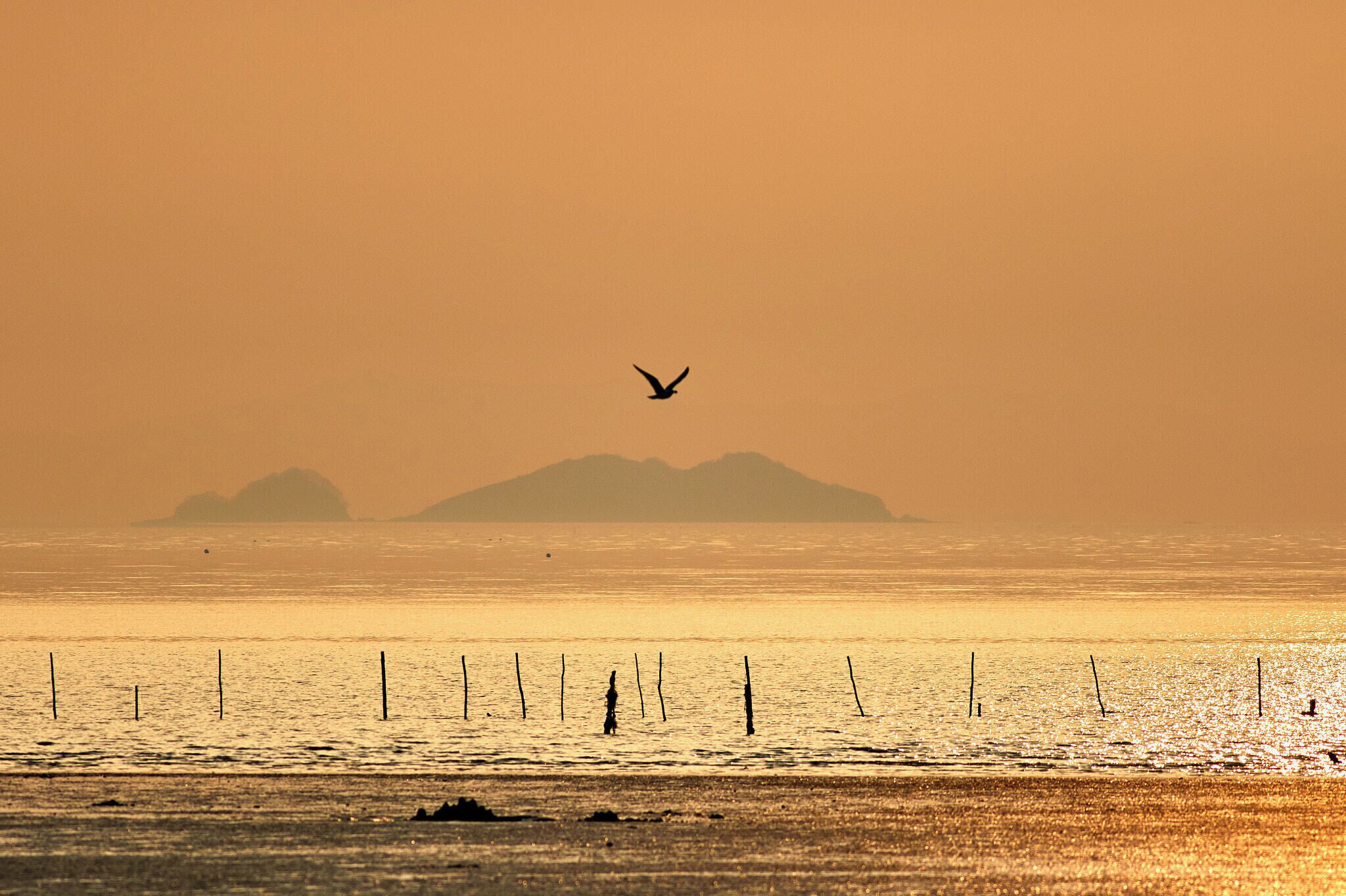500px provided description: Sunset in Incheon South Korea. Visit my <a href="www.smart-art.org">website</a> for more creative work outside of photography. [#sea ,#sunset ,#water ,#bird ,#ocean ,#seagull ,#bif ,#bird in flight]
