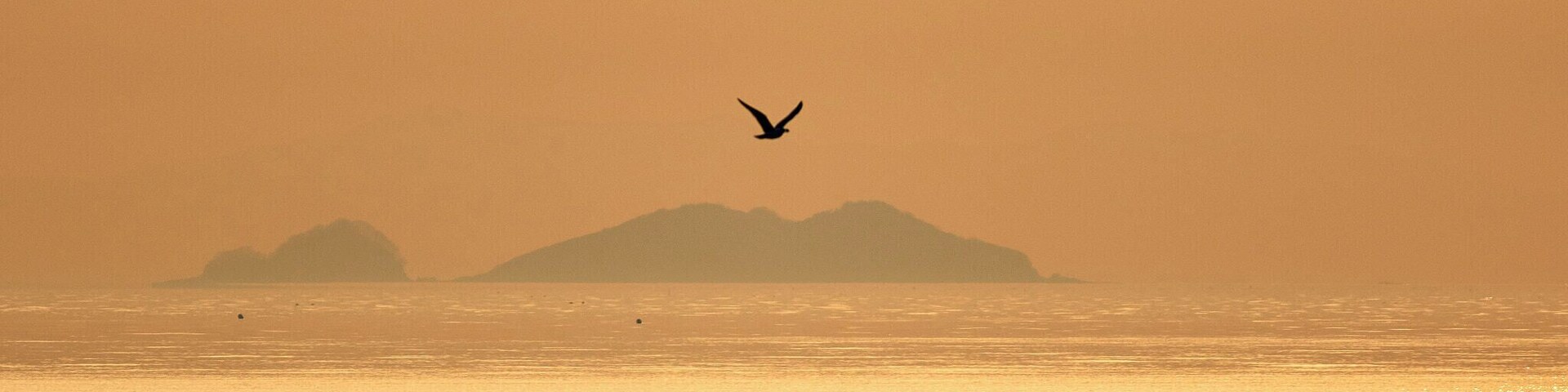 Paisagem marítima com um pássaro voando sobre a água, uma ilha distante e uma cerca na costa.