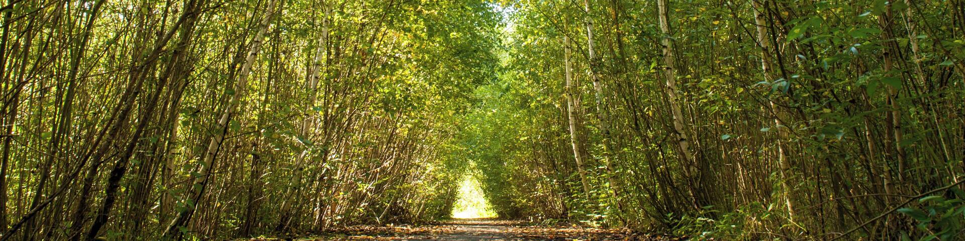 Frankfurt Kalbach/Bonames, Alter Flugplatz. Junge Birken wachsen ĂŒber einen Weg eines alten MilitĂ€rflugplatzes. Die Natur nimmt sich das wieder, was der Mensch ihr genommen hat.