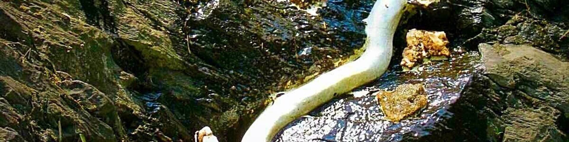 On the beautiful way to bhagsu falls from mcleodganj,is a bhagsu nag mandir and there was this magnificent statue of Shiva's snake right outside the temple.At first u get a lil scared too seeing it suddenly not realising that its not a real one 😳