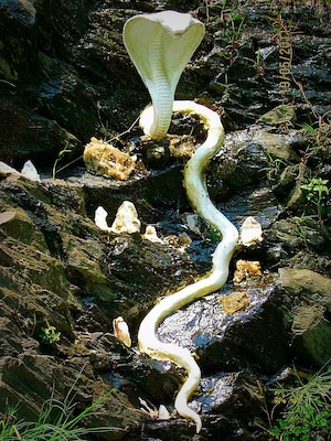 On the beautiful way to bhagsu falls from mcleodganj,is a bhagsu nag mandir and there was this magnificent statue of Shiva's snake right outside the temple.At first u get a lil scared too seeing it suddenly not realising that its not a real one 😳