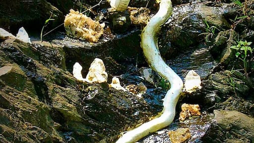 On the beautiful way to bhagsu falls from mcleodganj,is a bhagsu nag mandir and there was this magnificent statue of Shiva's snake right outside the temple.At first u get a lil scared too seeing it suddenly not realising that its not a real one 😳