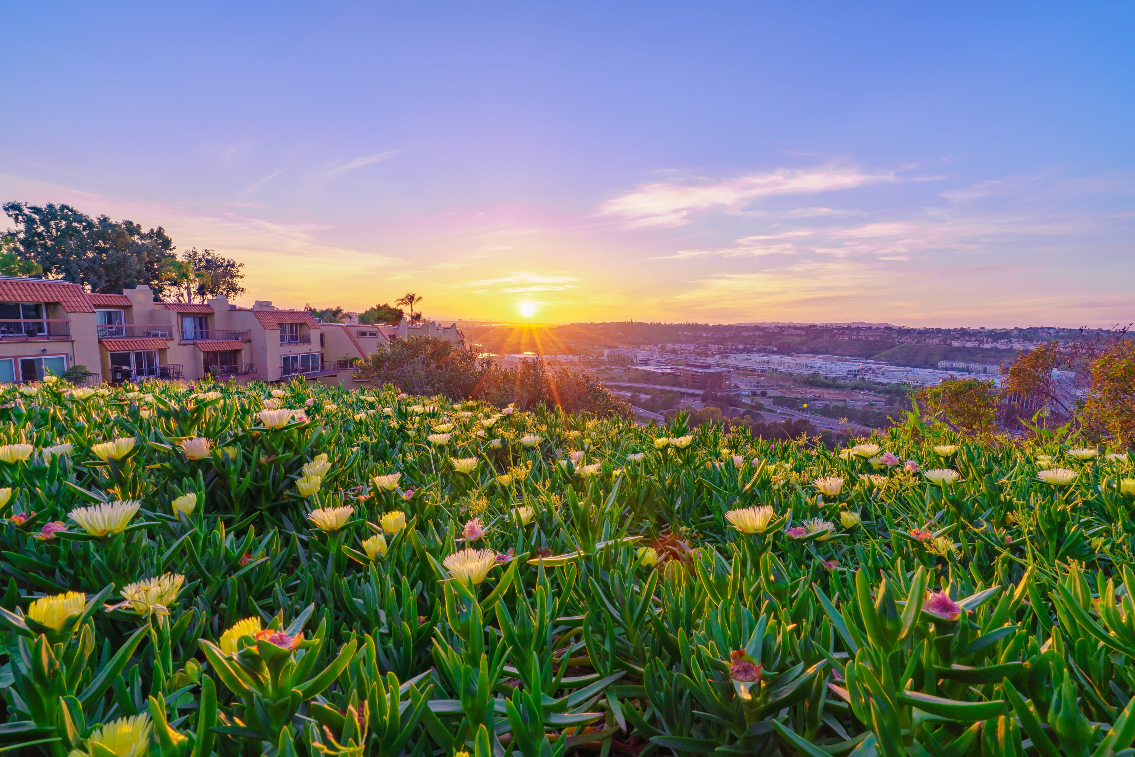 Flower Sunset in University, Heights San Diego