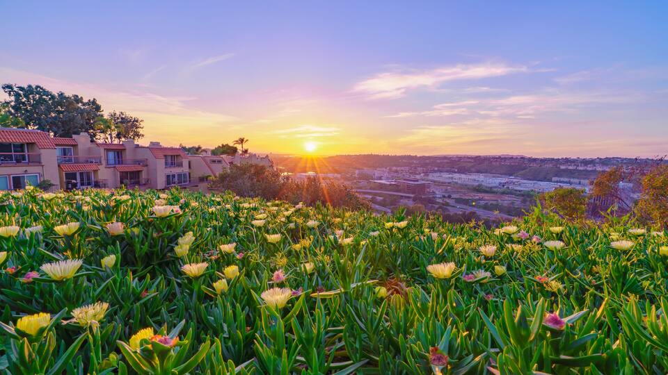 Flower Sunset in University, Heights San Diego
