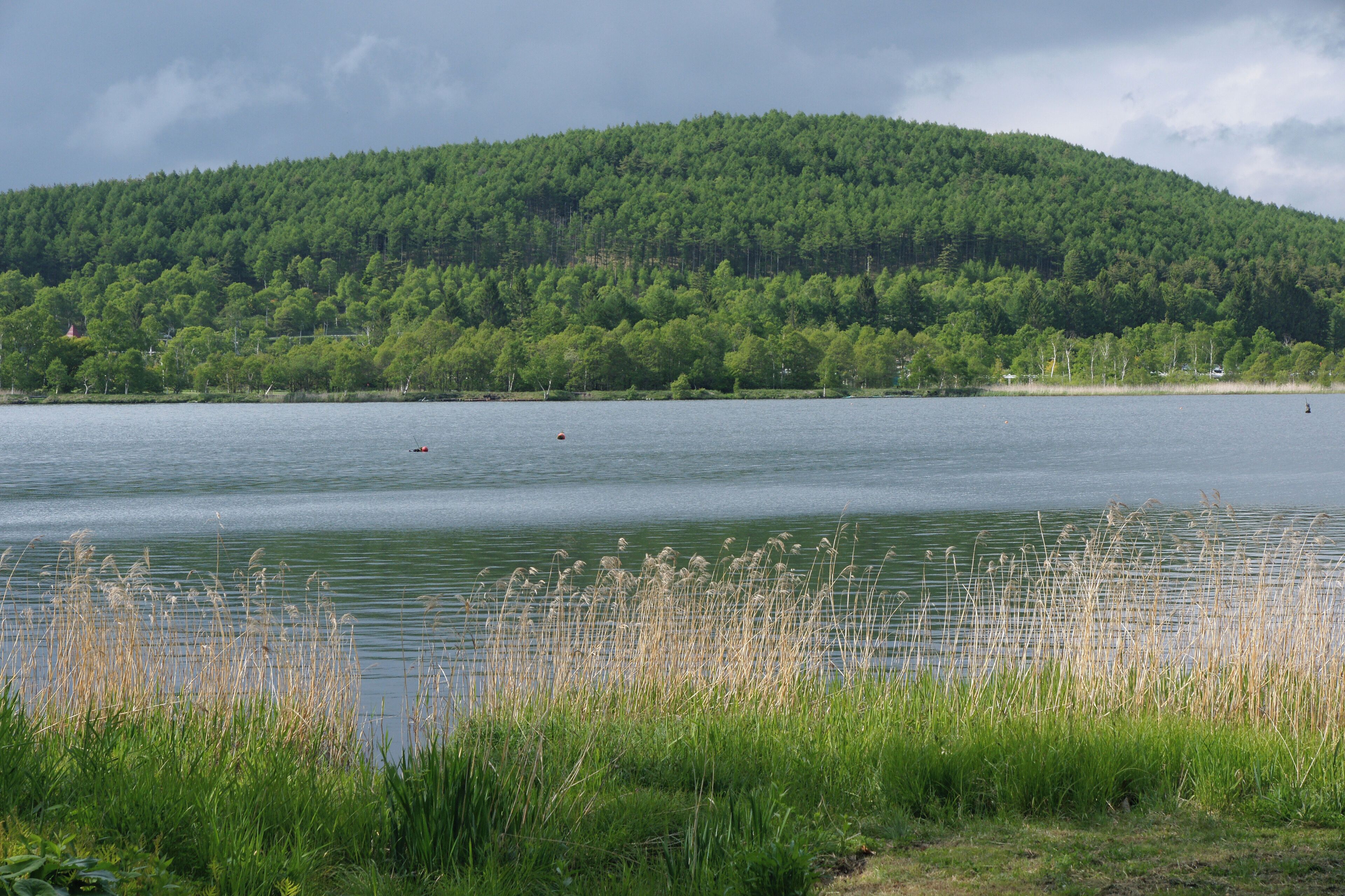 A calm lake with tall grasses in the foreground, a forested hill in the background, and a few small boats on the water.