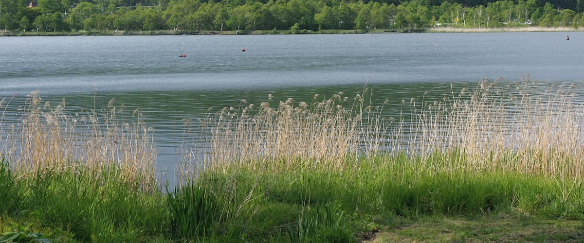 A calm lake with tall grasses in the foreground, a forested hill in the background, and a few small boats on the water.