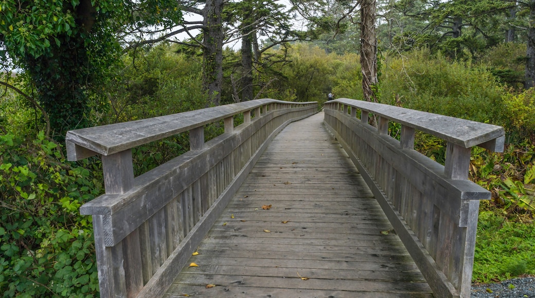 Rockaway Big Tree Boardwalk, Oregon Coast Highway 101