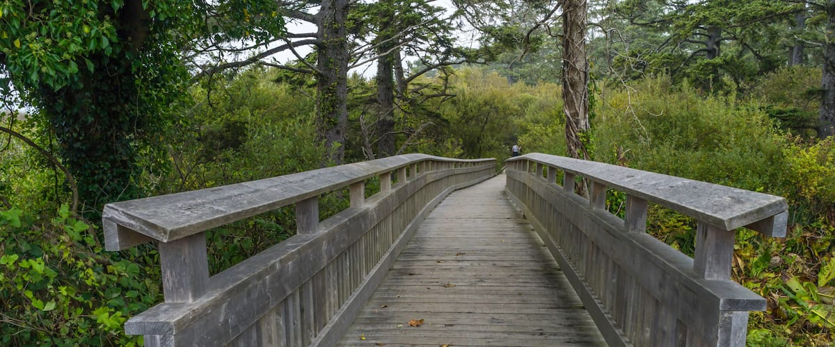 Rockaway Big Tree Boardwalk, Oregon Coast Highway 101
