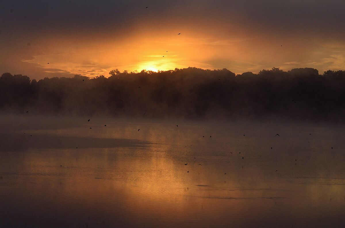 A sunset over a lake with birds flying and a forest in the background.