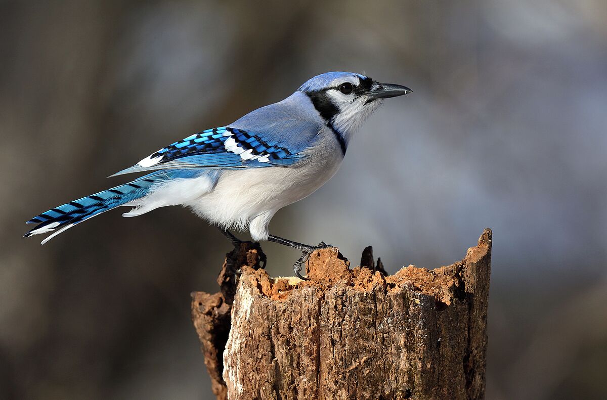 One of my favorite bluejay shots. Although common these birds are very beautiful, loud and aggresive. The Fall mating call is so sweet and soft compared to the usual cry.  