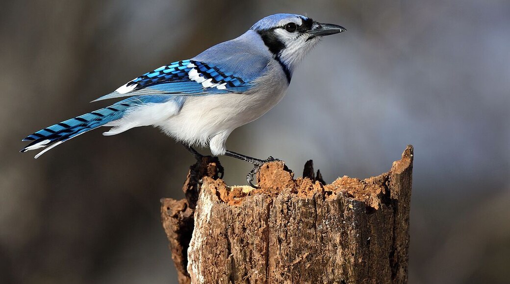 One of my favorite bluejay shots. Although common these birds are very beautiful, loud and aggresive. The Fall mating call is so sweet and soft compared to the usual cry.