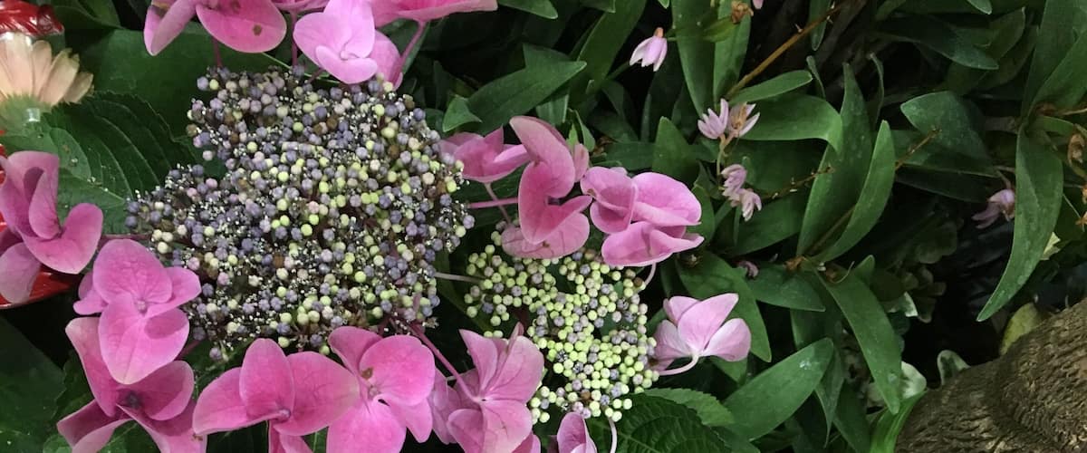 Flower Festival in International Horticulture Goyang Korea