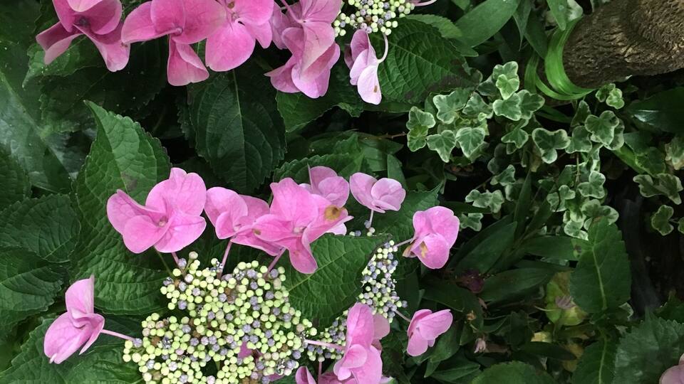 Flower Festival in International Horticulture Goyang Korea