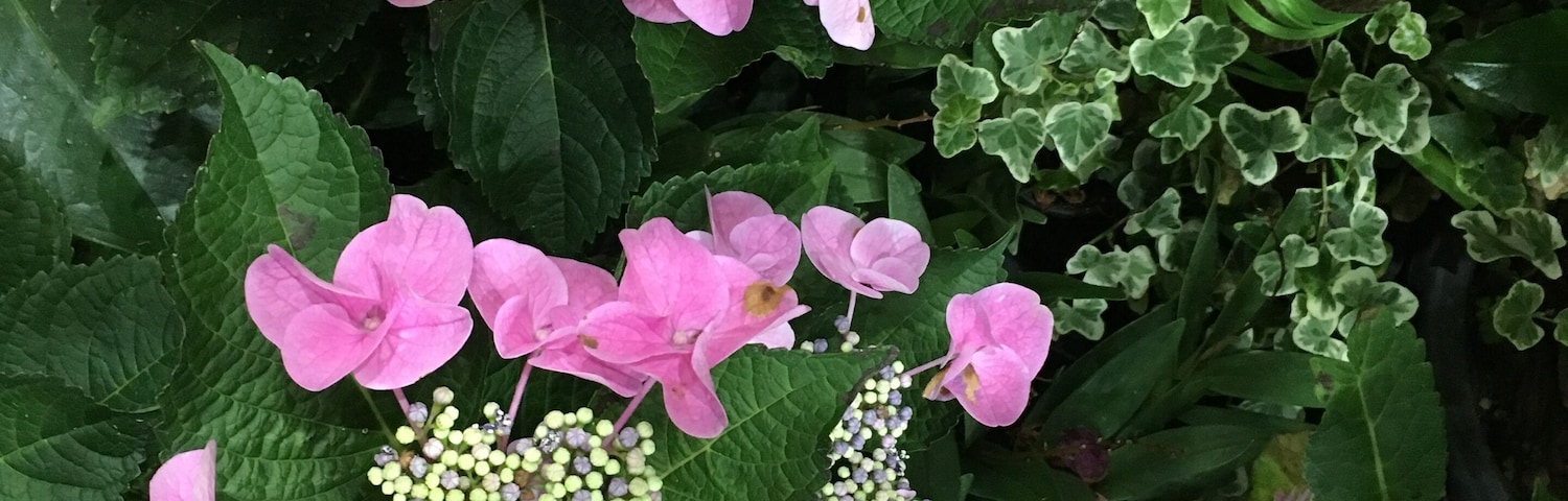Flower Festival in International Horticulture Goyang Korea