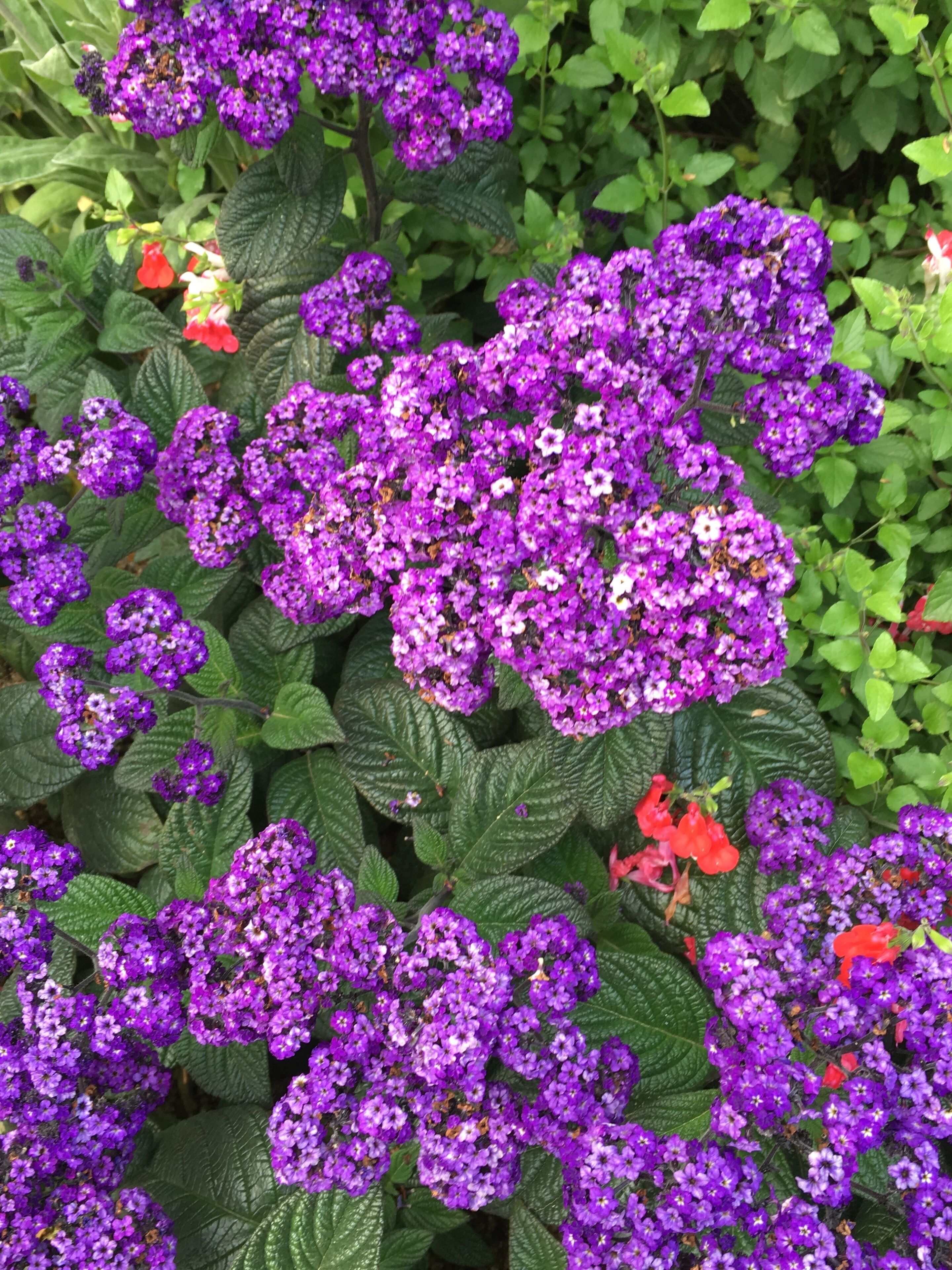 Flower Festival in International Horticulture Goyang Korea