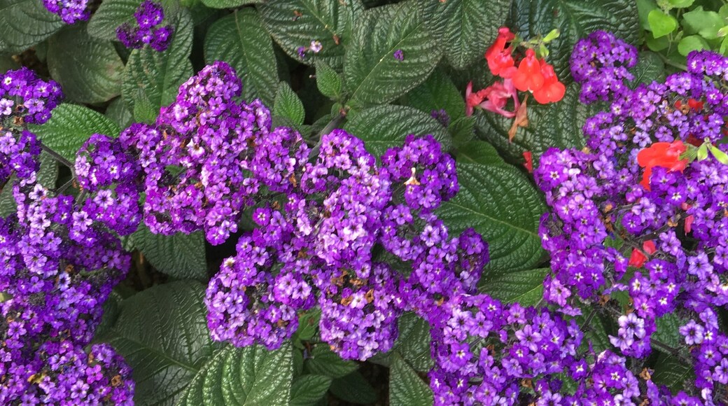 Flower Festival in International Horticulture Goyang Korea